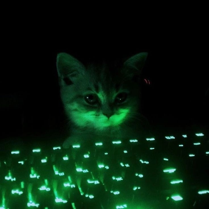 Simon